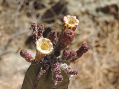Isolatocereus dumortieri