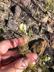 Argyrolobium filiforme