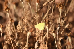 Eurema smilax