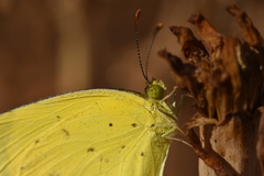 Eurema smilax