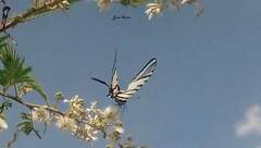 Protographium epidaus