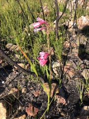 Watsonia rogersii