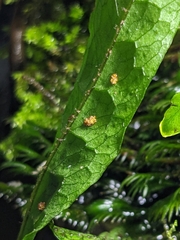 Leptochilus pteropus