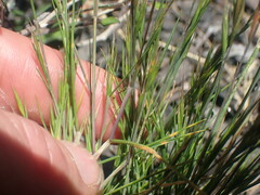 Festuca bromoides