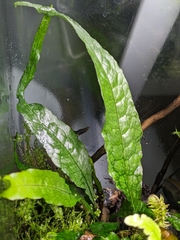 Leptochilus pteropus