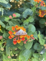 Diaphania costata