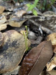 Actinostachys pennula