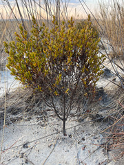 Image of Anthospermum isaloense