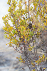 Anthospermum isaloense image