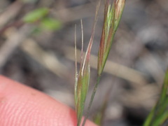 Festuca bromoides