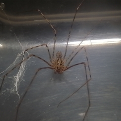 Scytodes globula