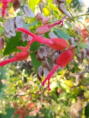 Salvia sessei