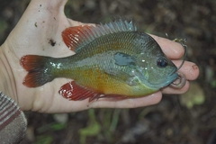 Lepomis aquilensis