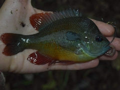 Lepomis aquilensis