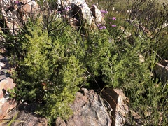 Asparagus lignosus