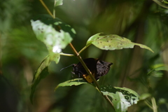 Achlyodes busirus