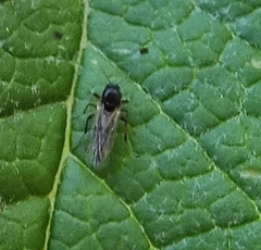 Chironomoidea