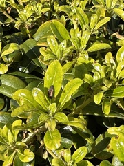 Aphis gossypii