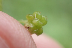 Hydrocotyle bowlesioides