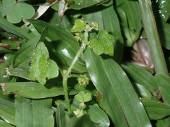 Hydrocotyle bowlesioides