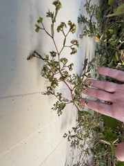 Euphorbia glaucophylla