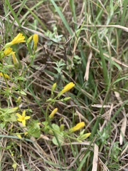 Sebaea grisebachiana