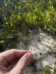 Rhynchospora fascicularis