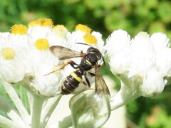 Cerceris atramontensis