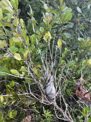 Tillandsia flexuosa