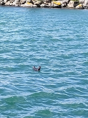 Eudyptula minor variabilis