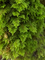 Dendroalsia abietina