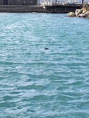 Eudyptula minor variabilis