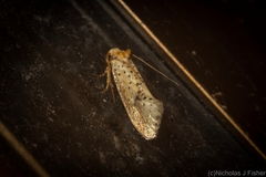 Azaleodes micronipha