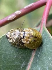 Paropsisterna cloelia
