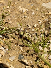 Artoriopsis