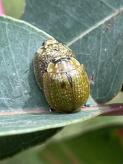 Paropsisterna cloelia