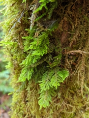 Dendroalsia abietina