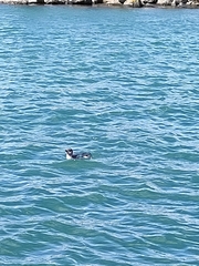 Eudyptula minor variabilis