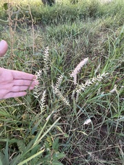 Cenchrus pedicellatus