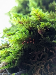 Dendroalsia abietina