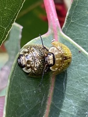 Paropsisterna cloelia