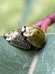 Paropsisterna cloelia