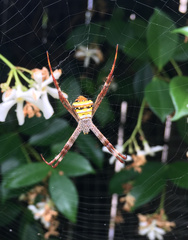 Argiope keyserlingi
