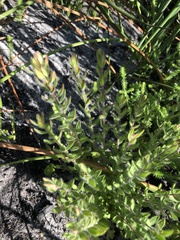 Gnidia humilis