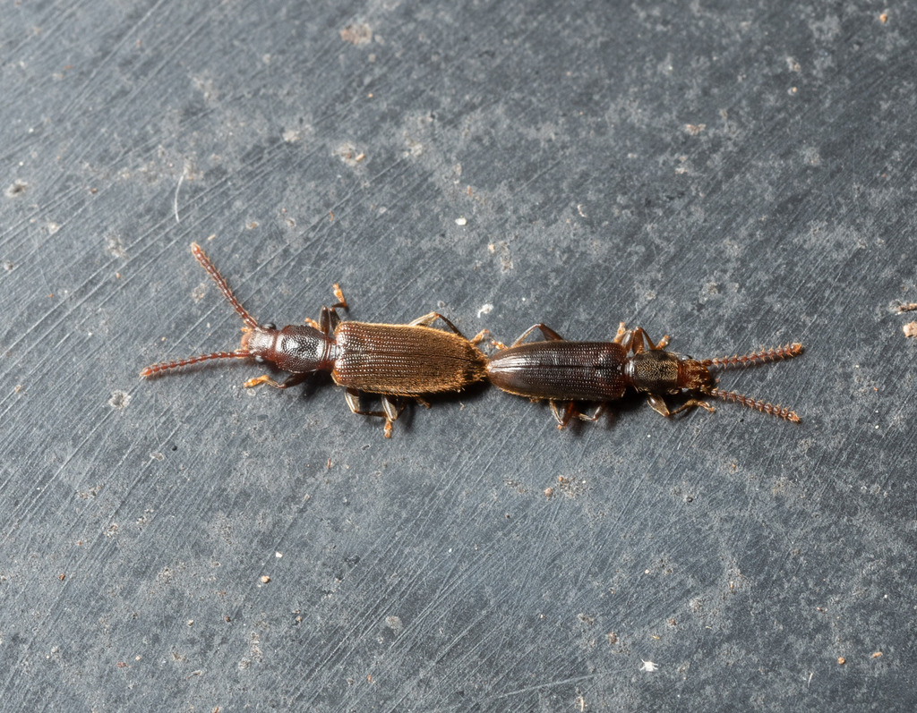 Shorthorned Flat Beetle