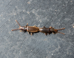 Cryptamorpha brevicornis