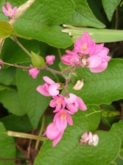 Antigonon leptopus