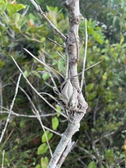 Tillandsia flexuosa