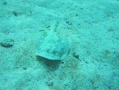 Urobatis jamaicensis