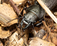 Mecodema sculpturatum